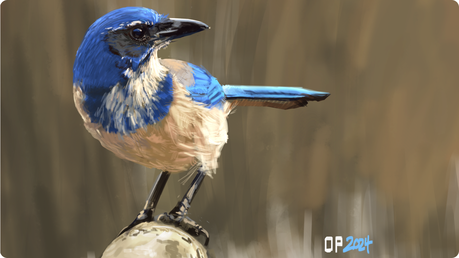 Finished digital painting of a California Scrub Jay